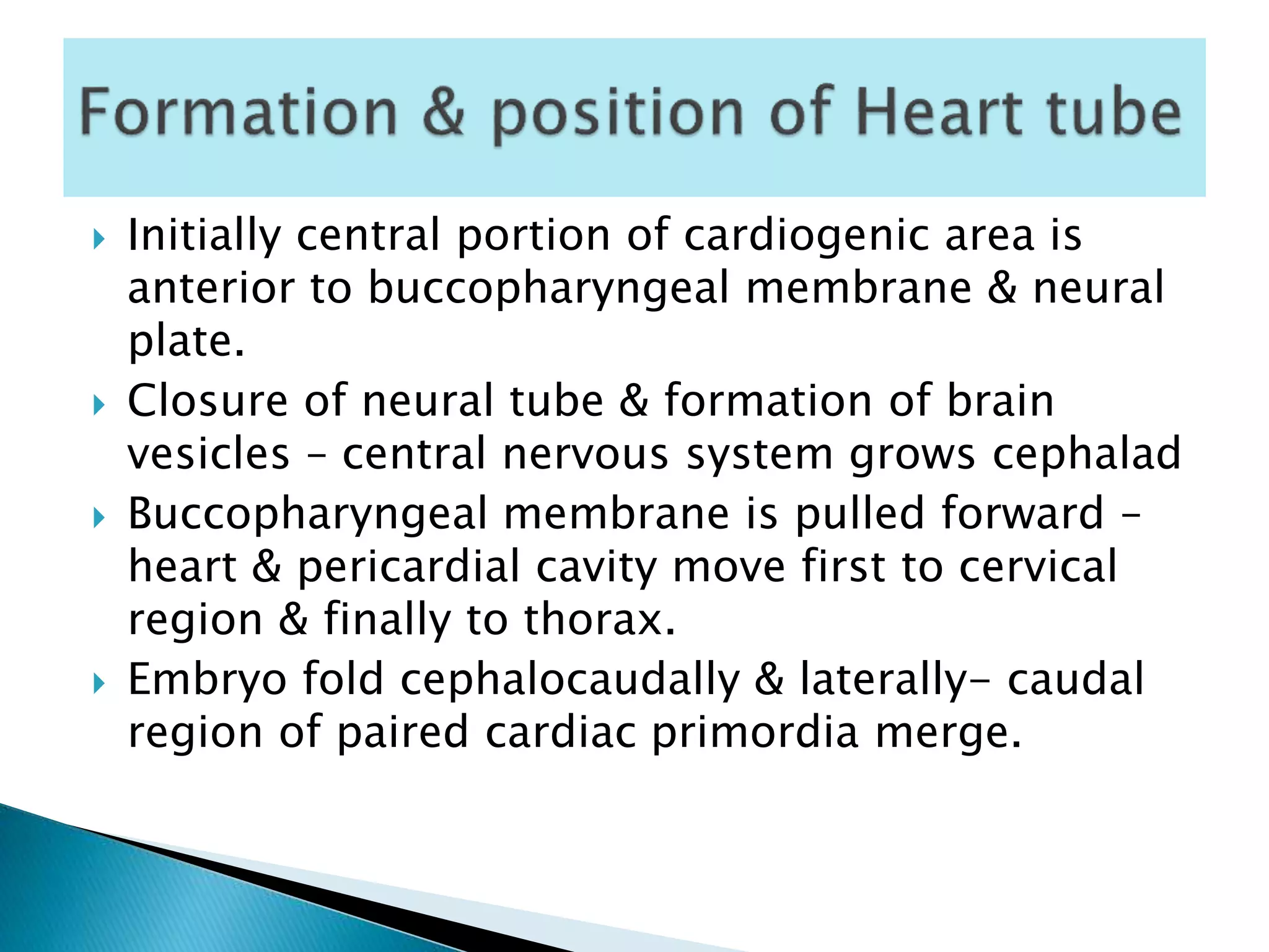  Initially central portion of cardiogenic area is
anterior to buccopharyngeal membrane & neural
plate.
 Closure of neural tube & formation of brain
vesicles – central nervous system grows cephalad
 Buccopharyngeal membrane is pulled forward –
heart & pericardial cavity move first to cervical
region & finally to thorax.
 Embryo fold cephalocaudally & laterally- caudal
region of paired cardiac primordia merge.
 