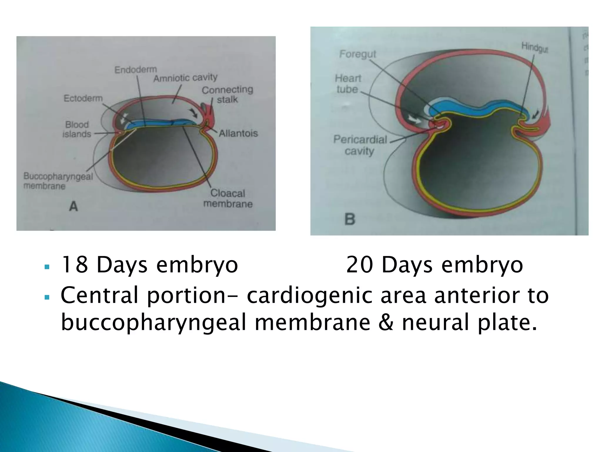  18 Days embryo 20 Days embryo
 Central portion- cardiogenic area anterior to
buccopharyngeal membrane & neural plate.
 