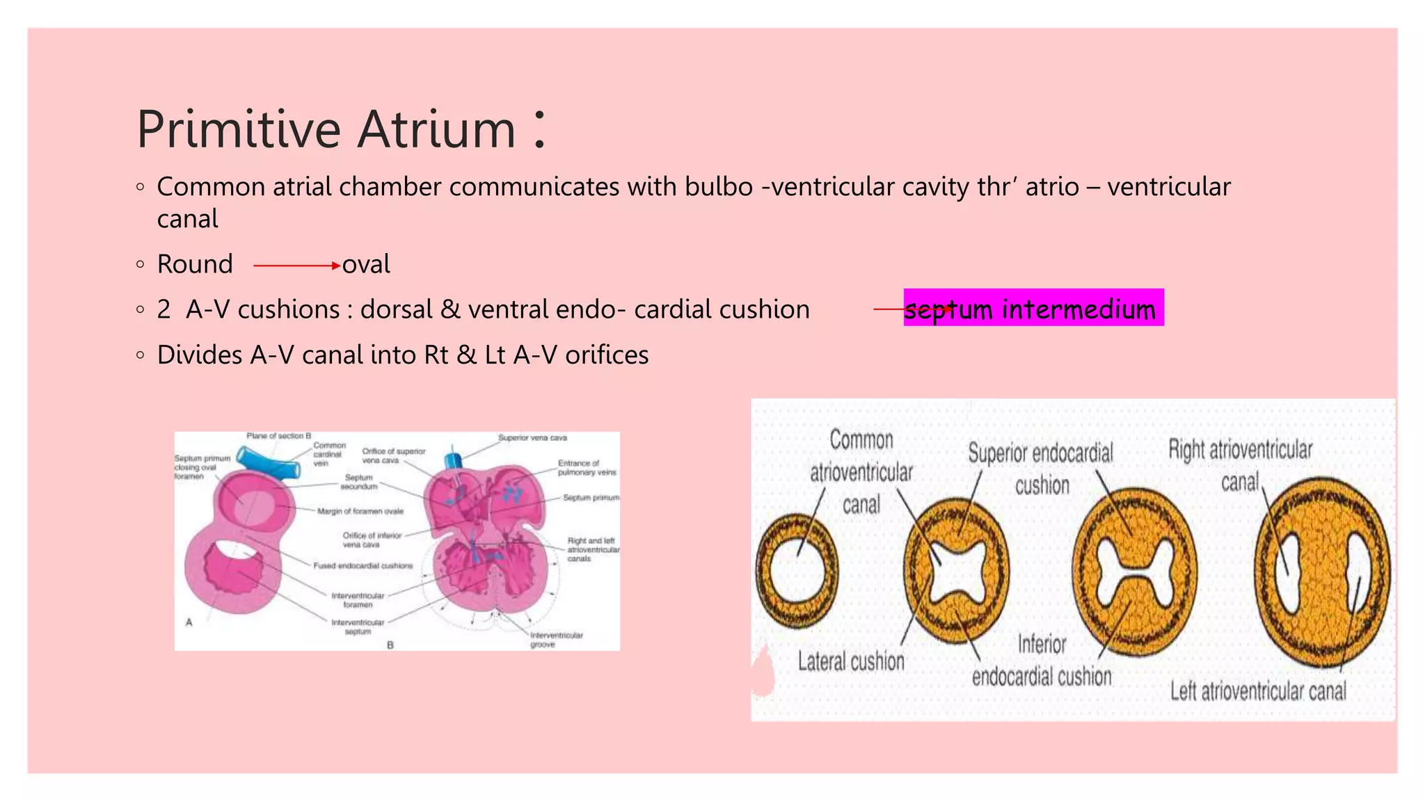 Development of heart – part 1 edited.pptx
