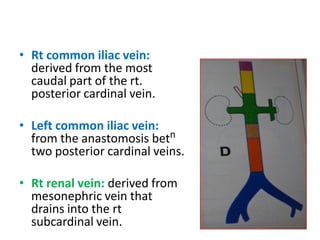 • Rt common iliac vein:
derived from the most
caudal part of the rt.
posterior cardinal vein.
• Left common iliac vein:
from the anastomosis betn
two posterior cardinal veins.
• Rt renal vein: derived from
mesonephric vein that
drains into the rt
subcardinal vein.
 