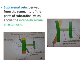 • Suprarenal vein: derived
from the remnants of the
parts of subcardinal veins
above the inter-subcardinal
anastomosis.
 