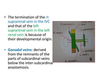 • The termination of the rt
suprarenal vein in the IVC
and that of the left
suprarenal vein in the left
renal vein is because of
their developmental origin.
• Gonadal veins: derived
from the remnants of the
parts of subcardinal veins
below the inter-subcardinal
anastomosis.
 