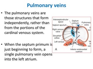 Pulmonary veins
• The pulmonary veins are
those structures that form
independently, rather than
from the portions of the
cardinal venous system.
• When the septum primum is
just beginning to form, a
single pulmonary vein opens
into the left atrium.
 