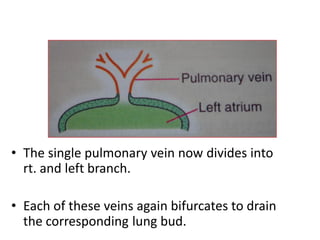 • The single pulmonary vein now divides into
rt. and left branch.
• Each of these veins again bifurcates to drain
the corresponding lung bud.
 