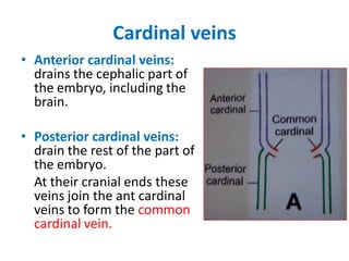 Cardinal veins
• Anterior cardinal veins:
drains the cephalic part of
the embryo, including the
brain.
• Posterior cardinal veins:
drain the rest of the part of
the embryo.
At their cranial ends these
veins join the ant cardinal
veins to form the common
cardinal vein.
 
