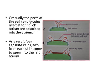 • Gradually the parts of
the pulmonary veins
nearest to the left
atrium are absorbed
into the atrium.
• As a result four
separate veins, two
from each side, come
to open into the left
atrium.
 