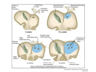 Downloaded from: StudentConsult (on 24 May 2013 04:39 PM)
© 2005 Elsevier
 