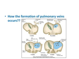 • How the formation of pulmonary veins
occurs??
 
