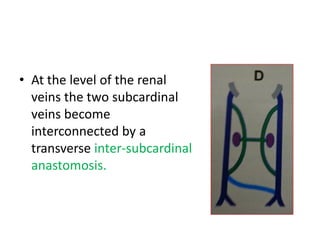 • At the level of the renal
veins the two subcardinal
veins become
interconnected by a
transverse inter-subcardinal
anastomosis.
 