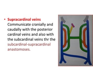 • Supracardinal veins
Communicate cranially and
caudally with the posterior
cardinal veins and also with
the subcardinal veins thr the
subcardinal-supracardinal
anastomoses.
 