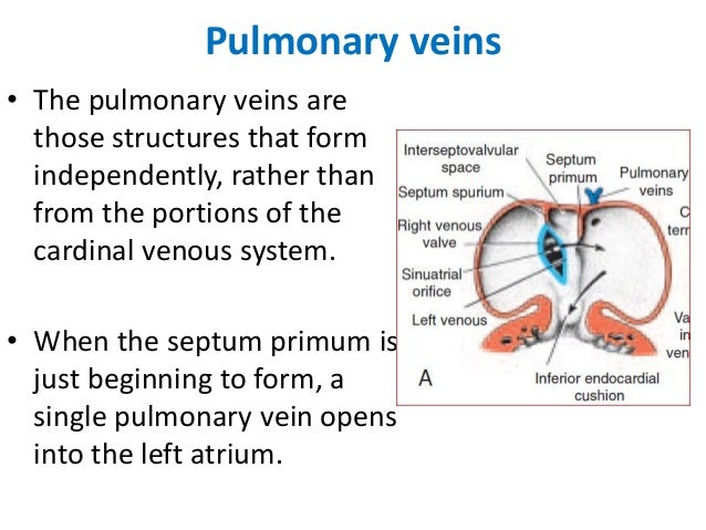 pulmonary veins