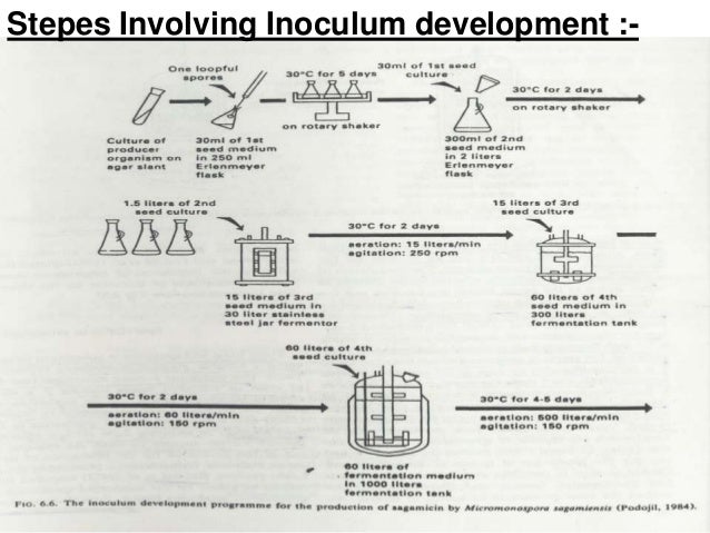 Development of inoculum buildup penicillin g process flow diagram 
