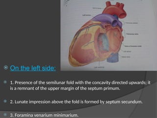 Interillum DEVELOPMENT OF INTERATRIAL AND INTERVENTRICULAR SEPTUM DR HIMANSHU.pptx