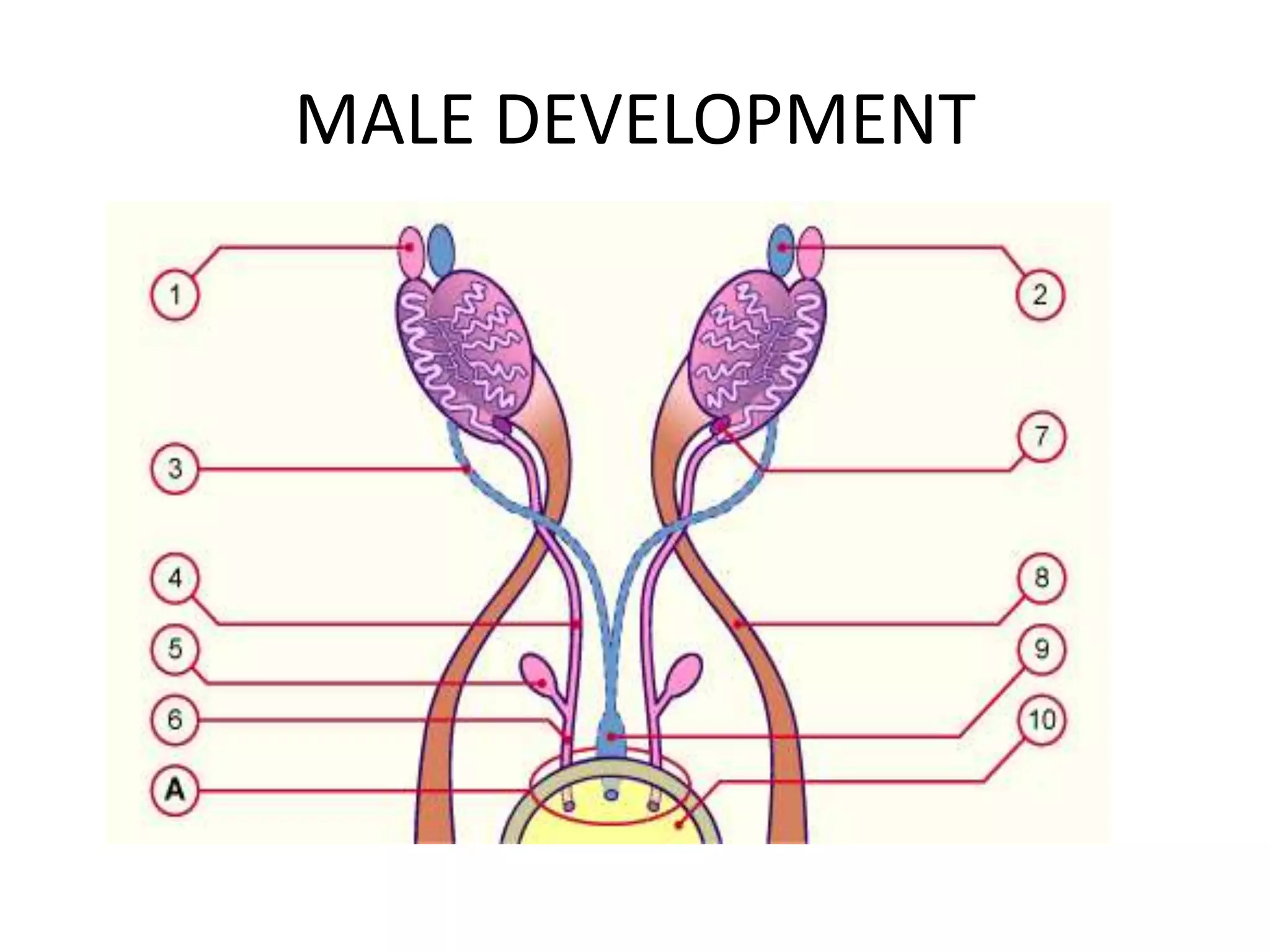 Male Development Structure DEVELOPMENT OF INTERNAL GENITALIA.pptx