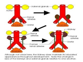 Development of kidney & its anomalies | PPTX