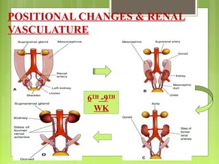 Development of kidney and ureter | PPT
