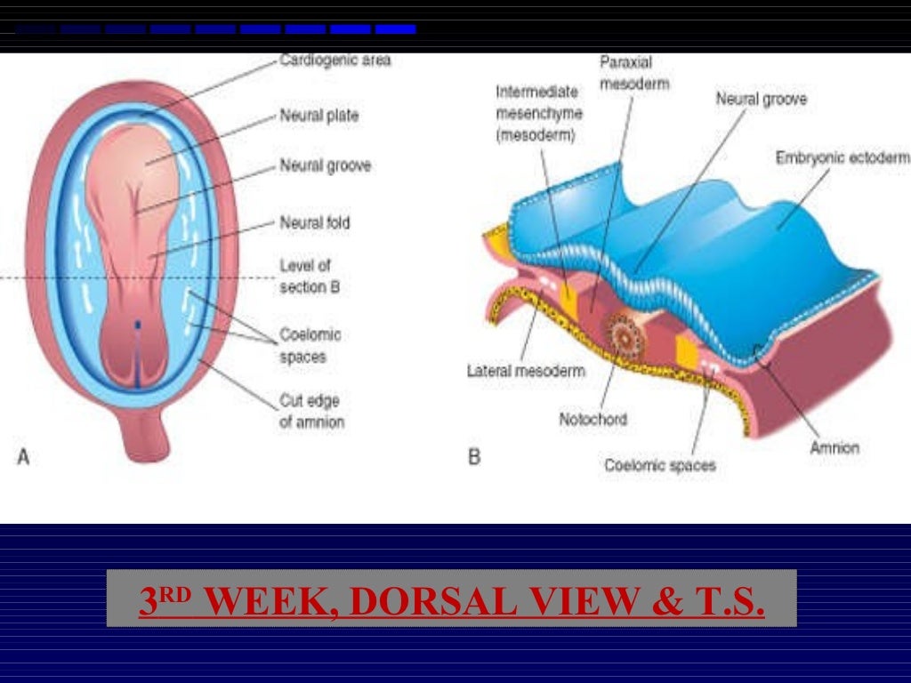 Development of kidney and ureter 05.01.12