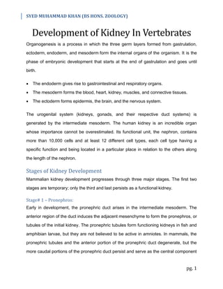 SYED MUHAMMAD KHAN (BS HONS. ZOOLOGY)
pg. 1
Development of Kidney In Vertebrates
Organogenesis is a process in which the three germ layers formed from gastrulation,
ectoderm, endoderm, and mesoderm form the internal organs of the organism. It is the
phase of embryonic development that starts at the end of gastrulation and goes until
birth.
 The endoderm gives rise to gastrointestinal and respiratory organs.
 The mesoderm forms the blood, heart, kidney, muscles, and connective tissues.
 The ectoderm forms epidermis, the brain, and the nervous system.
The urogenital system (kidneys, gonads, and their respective duct systems) is
generated by the intermediate mesoderm. The human kidney is an incredible organ
whose importance cannot be overestimated. Its functional unit, the nephron, contains
more than 10,000 cells and at least 12 different cell types, each cell type having a
specific function and being located in a particular place in relation to the others along
the length of the nephron.
Stages of Kidney Development
Mammalian kidney development progresses through three major stages. The first two
stages are temporary; only the third and last persists as a functional kidney.
Stage# 1 – Pronephros:
Early in development, the pronephric duct arises in the intermediate mesoderm. The
anterior region of the duct induces the adjacent mesenchyme to form the pronephros, or
tubules of the initial kidney. The pronephric tubules form functioning kidneys in fish and
amphibian larvae, but they are not believed to be active in amniotes. In mammals, the
pronephric tubules and the anterior portion of the pronephric duct degenerate, but the
more caudal portions of the pronephric duct persist and serve as the central component
 