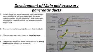 Development of liver , extrahepatic biliary apparatus , pancreas and ...