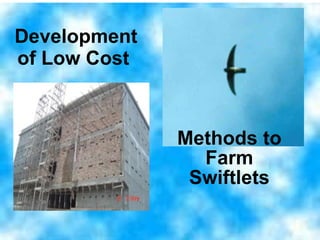 Development of Low Cost   Methods to Farm Swiftlets 