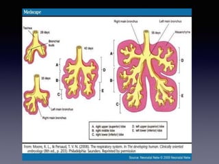 Development of lung and related abnormalities | PPTX
