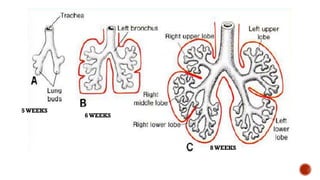Normal Lung Function Development Chart Development of lungs & pulmonary function tests | PDF