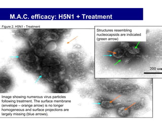 M.A.C. efficacy: H5N1 + Treatment
Figure 2. H5N1 - Treatment
Image showing numerous virus particles
following treatment. The surface membrane
(envelope – orange arrow) is no longer
homogeneous and surface projections are
largely missing (blue arrows).
Structures resembling
nucleocapsids are indicated
(green arrow)
30
 