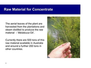 Raw Material for Concentrate
The aerial leaves of the plant are
harvested from the plantations and
steam distilled to produce the raw
material - ‘Melaleuca Oil’.
Currently there are 500 tons of this
raw material available in Australia
and around a further 200 tons in
other countries.
5
 