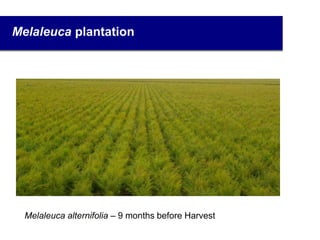 Melaleuca plantation
Melaleuca alternifolia – 9 months before Harvest
6
 
