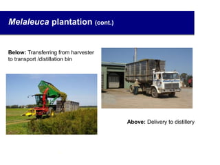 Melaleuca plantation (cont.)
Below: Transferring from harvester
to transport /distillation bin
Above: Delivery to distillery
7
 