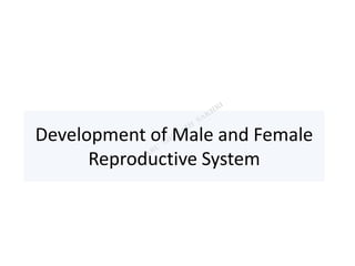 Development of Male and Female
Reproductive System
 
