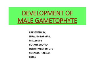 DEVELOPMENT OF
MALE GAMETOPHYTE
PRESENTED BY,
NIRALI M PARMAR,
MSC.SEM-2
BOTANY CBO-404
DEPARTMENT OF LIFE
SCIENCES H.N.G.U.
PATAN
 