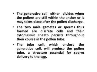 • The generative cell either divides when
the pollens are still within the anther or it
may takes place after the pollen discharge.
• The two male gametes or sperms thus
formed are discrete cells and their
cytoplasmic sheath persists throughout
their course in the pollen tube.
• The tube cell, which enclose the
generative cell, will produce the pollen
tube, a structure essential for sperm
delivery to the egg.
 