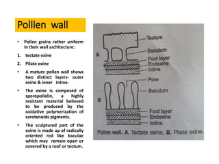 Polllen wall
• Pollen grains rather uniform
in their wall architecture:
1. tectate exine
2. Pilate exine
• A mature pollen wall shows
two distinct layers- outer
exine & inner intine.
• The exine is composed of
sporopollelin, a highly
resistant material believed
to be produced by the
oxidative polymerization of
carotenoids pigments.
• The sculptured part of the
exine is made up of radically
oriented rod like baculae
which may remain open or
covered by a roof or tectum.
 