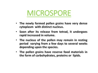 MICROSPORE
• The newly formed pollen grains have very dense
cytoplasm with distinct nucleus.
• Soon after its release from tetrad, it undergoes
rapid increased in volume.
• The nucleus of the pollen may remain in resting
period varying from a few days to several weeks
depending upon the species.
• The pollen grains have reserve food materials in
the form of carbohydrates, proteins or lipids.
 