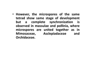 • However, the microspores of the same
tetrad show same stage of development
but a complete synchronization is
observed in massulae and pollinia, where
microspores are united together as in
Mimosaceae, Asclepiadaceae and
Orchidaceae.
 