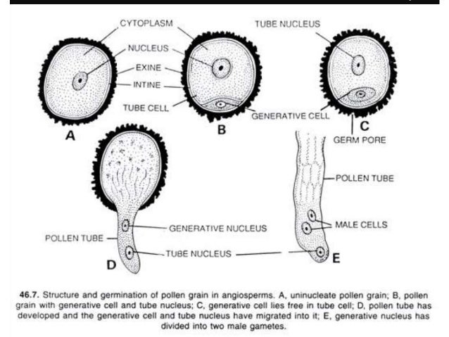 In Angiosperms, What Structures House Female Gametophytes? Development of male gametophyte