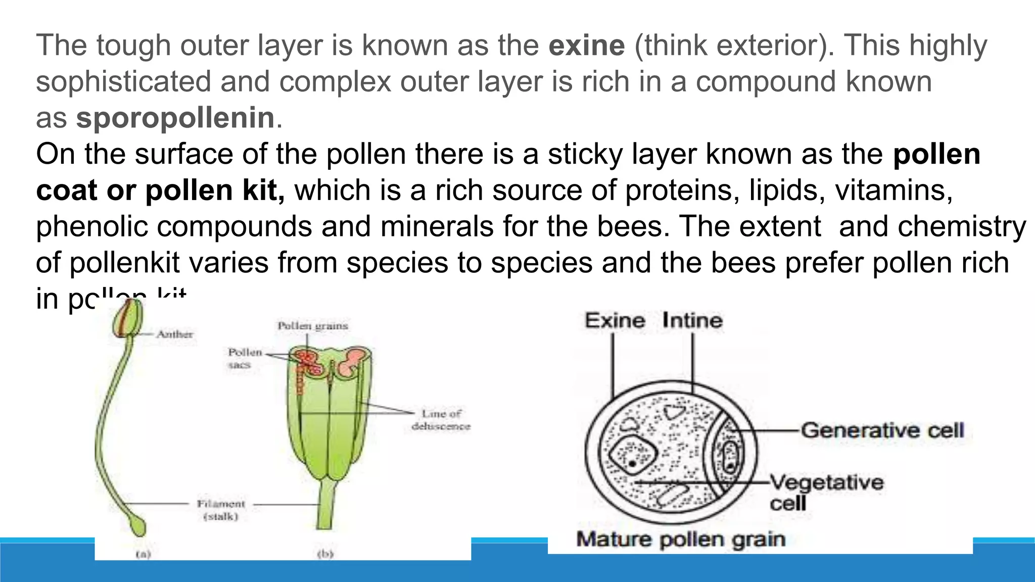 Development of male gametophyte | PPTX