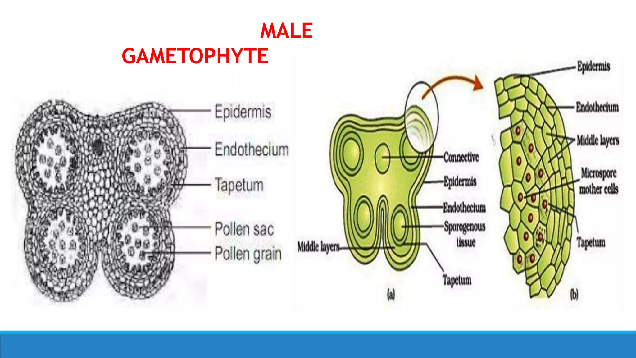 Development of male gametophyte PPTX