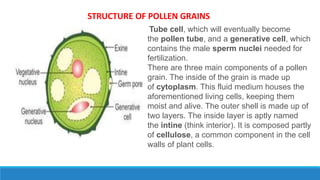 STRUCTURE OF POLLEN GRAINS
Tube cell, which will eventually become
the pollen tube, and a generative cell, which
contains the male sperm nuclei needed for
fertilization.
There are three main components of a pollen
grain. The inside of the grain is made up
of cytoplasm. This fluid medium houses the
aforementioned living cells, keeping them
moist and alive. The outer shell is made up of
two layers. The inside layer is aptly named
the intine (think interior). It is composed partly
of cellulose, a common component in the cell
walls of plant cells.
 