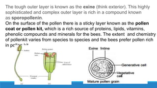 The tough outer layer is known as the exine (think exterior). This highly
sophisticated and complex outer layer is rich in a compound known
as sporopollenin.
On the surface of the pollen there is a sticky layer known as the pollen
coat or pollen kit, which is a rich source of proteins, lipids, vitamins,
phenolic compounds and minerals for the bees. The extent and chemistry
of pollenkit varies from species to species and the bees prefer pollen rich
in pollen kit.
 