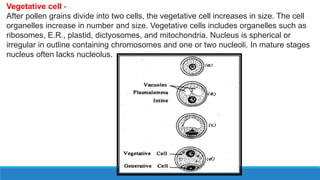 Vegetative cell -
After pollen grains divide into two cells, the vegetative cell increases in size. The cell
organelles increase in number and size. Vegetative cells includes organelles such as
ribosomes, E.R., plastid, dictyosomes, and mitochondria. Nucleus is spherical or
irregular in outline containing chromosomes and one or two nucleoli. In mature stages
nucleus often lacks nucleolus.
 