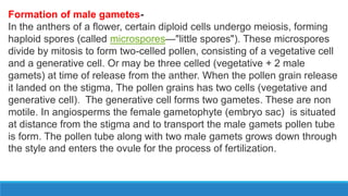 Formation of male gametes-
In the anthers of a flower, certain diploid cells undergo meiosis, forming
haploid spores (called microspores—"little spores"). These microspores
divide by mitosis to form two-celled pollen, consisting of a vegetative cell
and a generative cell. Or may be three celled (vegetative + 2 male
gamets) at time of release from the anther. When the pollen grain release
it landed on the stigma, The pollen grains has two cells (vegetative and
generative cell). The generative cell forms two gametes. These are non
motile. In angiosperms the female gametophyte (embryo sac) is situated
at distance from the stigma and to transport the male gamets pollen tube
is form. The pollen tube along with two male gamets grows down through
the style and enters the ovule for the process of fertilization.
 
