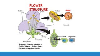 FLOWER
STRUCTURE
 