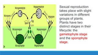 Sexual reproduction
takes place with slight
variations in different
groups of plants.
Plants have two
distinct stages in their
lifecycle: the
gametophyte stage
and the sporophyte
stage.
 