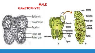 MALE
GAMETOPHYTE
 