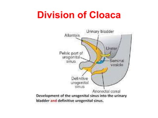 Cloaca Development Development of male genital system (MBBS) | PPTX