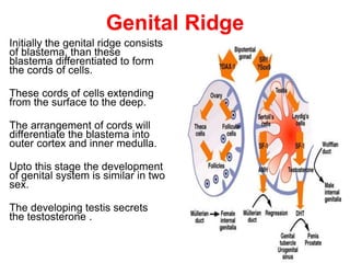 Scrotal Ridge Development of male genital system (MBBS) | PPTX