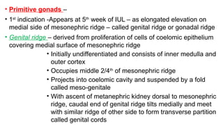 Development of male reproductive system.pptx