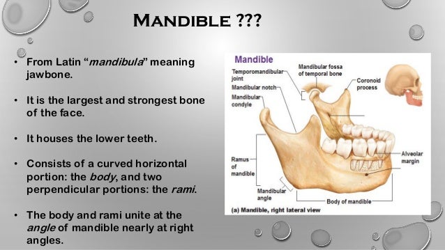 development of mandible
